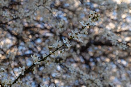 white cherry flowers on spring timeの写真素材