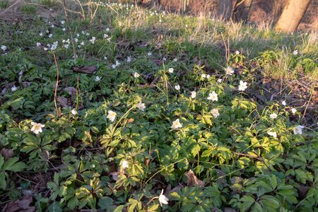 First beautiful snowdrops in spring. First spring flowers, snowdrops in garden, sunlight. Common snowdrop blooming. Galanthus nivalis flowers.の写真素材