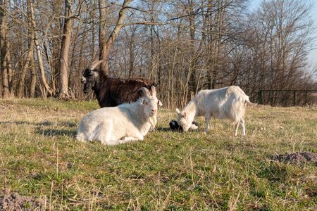 Big white goat with long horns, curly bangs and a beard grazing on a green meadow. White Steep goat, head of a goat.の写真素材