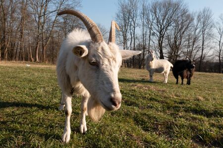 Big white goat with long horns, curly bangs and a beard grazing on a green meadow. White Steep goat, head of a goat.の写真素材