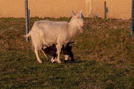 Big white goat with long horns, curly bangs and a beard grazing on a green meadow. White Steep goat, head of a goat.の写真素材