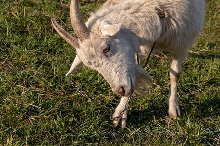 Big white goat with long horns, curly bangs and a beard grazing on a green meadow. White Steep goat, head of a goat.の写真素材