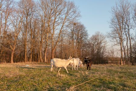 Big white goat with long horns, curly bangs and a beard grazing on a green meadow. White Steep goat, head of a goat.の写真素材
