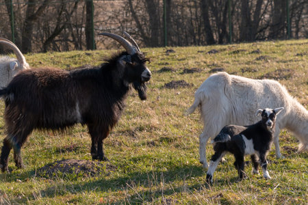 Big black goat grazes in the meadow