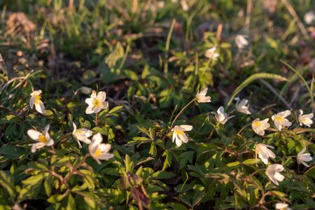 First beautiful snowdrops in spring. First spring flowers, snowdrops in garden, sunlight. Common snowdrop blooming. Galanthus nivalis flowers.の写真素材