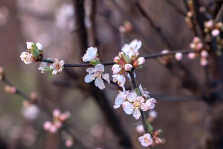 The first buds with white and pink flowers on fruit treesの写真素材
