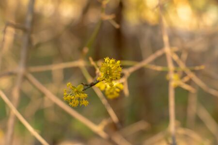 in early spring, a yellow tree bloomsの写真素材