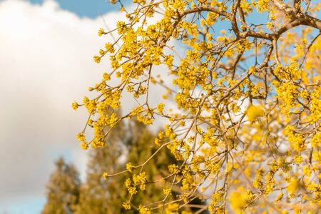 Spring. Background with yellow flowers of branches on a background of blue skyの写真素材