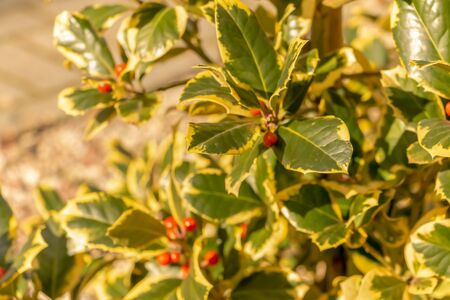 red berries on a green backgroundの写真素材