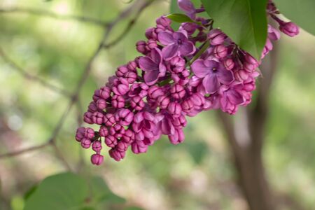 Green branch with spring lilac flowersの写真素材