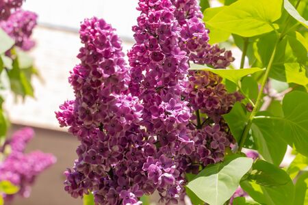 Green branch with spring lilac flowersの写真素材