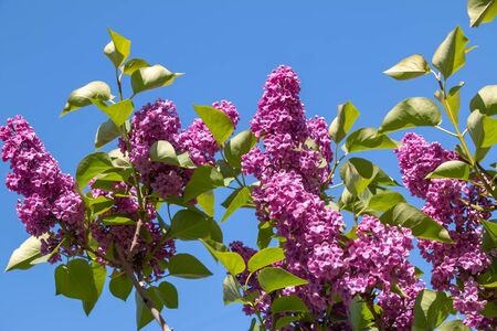 Green branch with spring lilac flowersの写真素材
