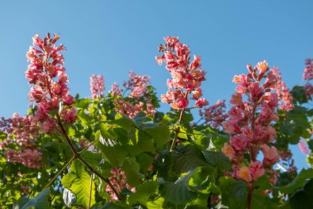Pink flowers chestnut tree in spring. Chestnut blossom close up on blue sky backgroundの写真素材