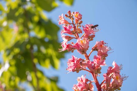 Pink flowers chestnut tree in spring. Chestnut blossom close up on blue sky backgroundの写真素材