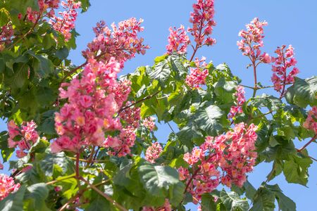 Pink flowers chestnut tree in spring. Chestnut blossom close up on blue sky backgroundの写真素材