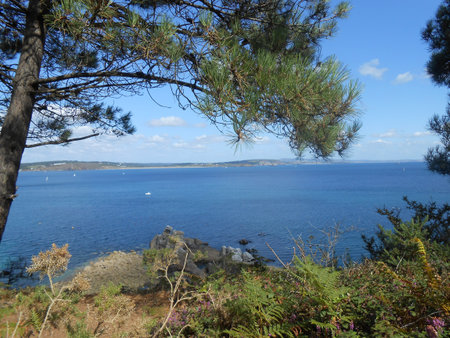 Bois du Kador in Morgat - Bretagneの写真素材