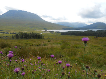 Thistles in Scotland - Highlandの写真素材