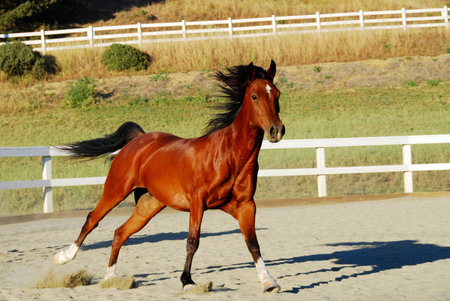 Horse running on dirt, kicking up a lot of dirt with each hoof.