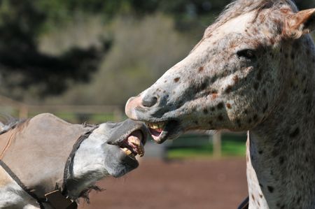 Horses kissing with open mouth showing teethの写真素材