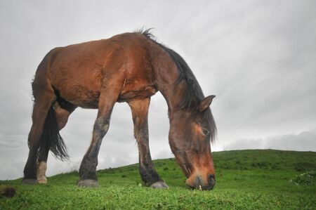 Horse in green field eats with wind in maneの写真素材