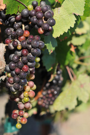 Not yet ripe grapes growing on a vine in a field.