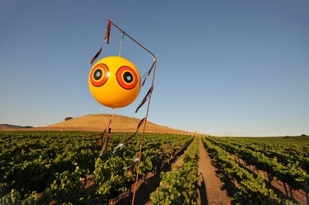 Balloon over a field of wine grapes to scare birdsの写真素材