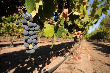 Red wine grapes on the vine with leaves