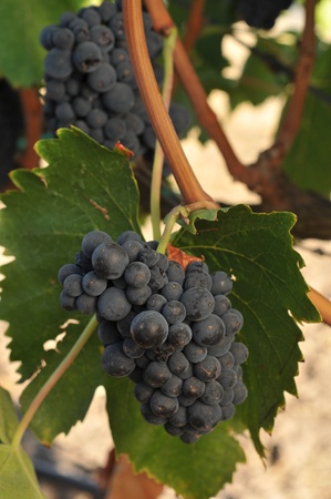 Red wine grapes on the vine with leavesの写真素材
