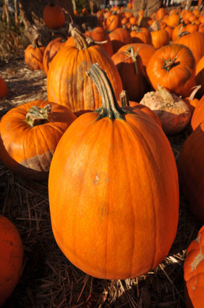 A single pumpkin sits on hey in front of many other pumpkins