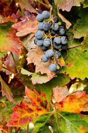 Red wine grapes on the vine with leavesの写真素材