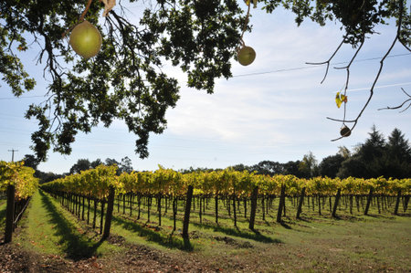 Red wine grapes on the vine with leavesの写真素材