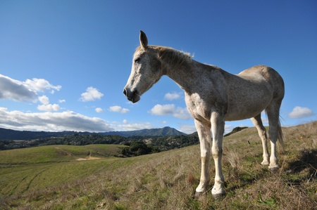 Old horse is standing in a fieldの写真素材