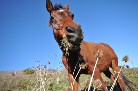 Old horse is standing in a fieldの写真素材