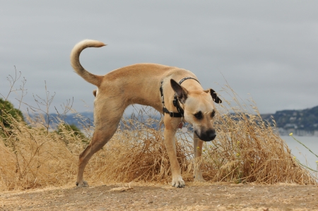 German Shepard puppy pees on grass along a dirt pathの写真素材