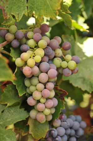 Wine grapes growning in Napa Valley during September.の写真素材