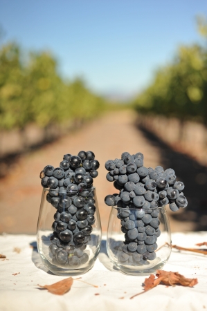 Wine grapes growning in Napa Valley are in a wine glass a little to earlyの写真素材
