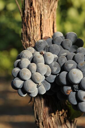 Wine grapes growning in Napa Valley during September.の写真素材