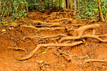 Exposed roots cover the forrest floor with trees in the background