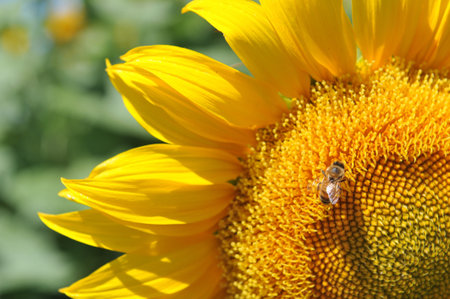 Honey bee on a sunflower head in the sunshineの写真素材