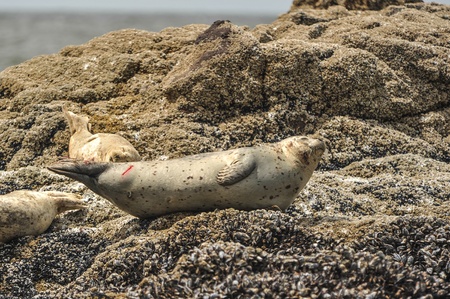 Many seals rest on rocks and look at cameraの写真素材