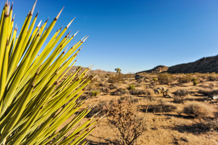 Prickly spines from a desert cactus with mountains in the backgroundの写真素材