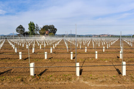 Wine grapes on the vine in a vineyardの写真素材