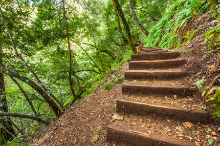 Wooden steps on a steep hillside in the forest