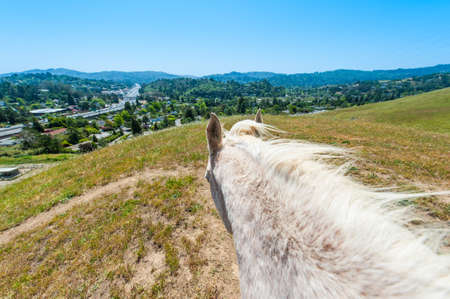 Horse standing on a hill looking away from above the horseの写真素材