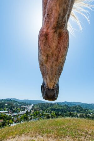 Horse standing on a hill looking away from belowの写真素材