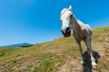 Horse standing on a hill looking to camera close upの写真素材