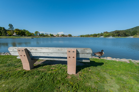 Round grass area near lake with willow treeの写真素材