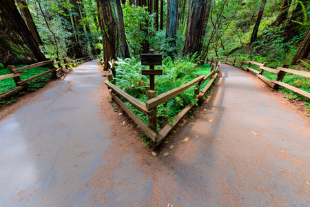 A walking path in a forrest splits and leads two different directionsの写真素材
