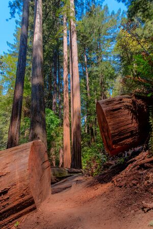 Redwood trees line a foot path in a forestの写真素材