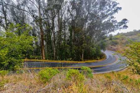 Eucalyptus trees line a wet road with fog in the backgroundの写真素材